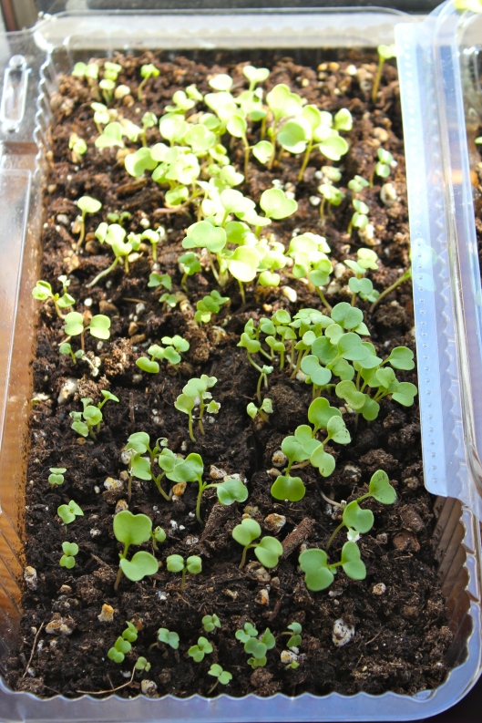 Arugula seedlings