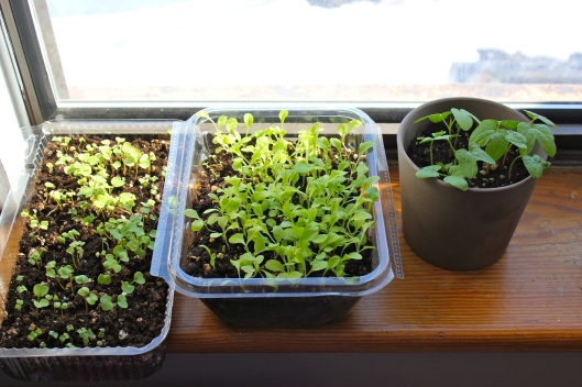 Growing greens indoors